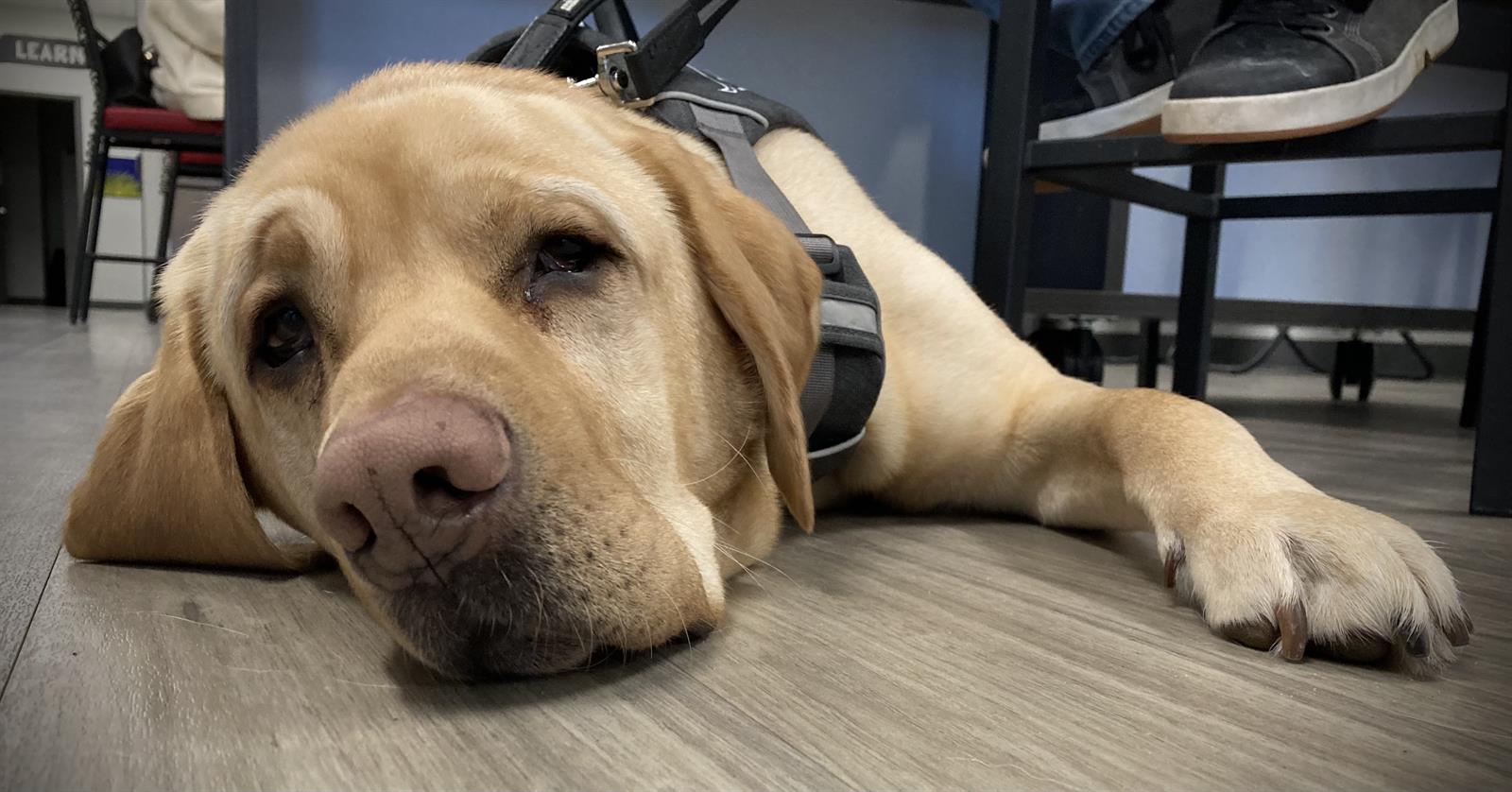 Accueil CNIB Guide Dogs 2024 Pup Crawl